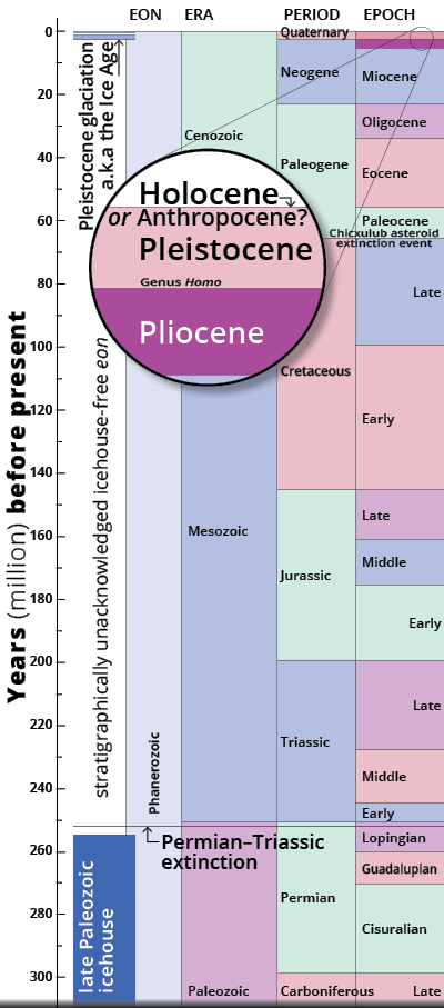 Late Paleozoic icehouse to Anthropocene epoch stratigraphical chart